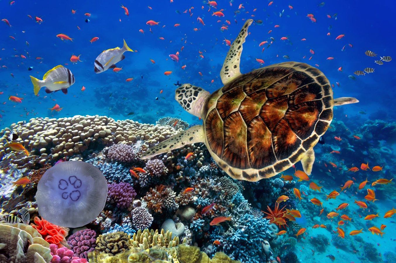 Barriera corallina. Coralli, pesci colorati e tartaruga marina. 
