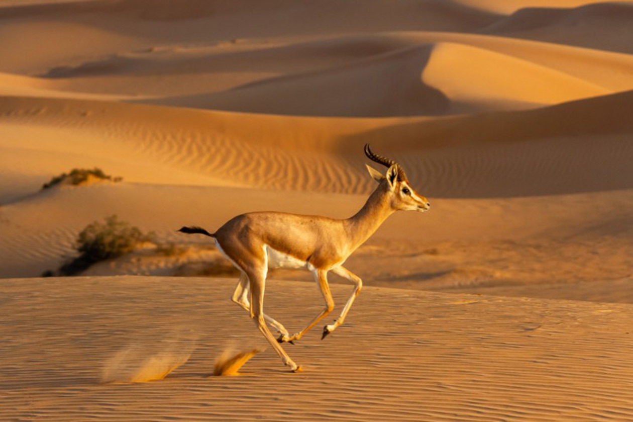 Emirates Group impegnato per la conservazione della fauna selvatica e degli habitat.