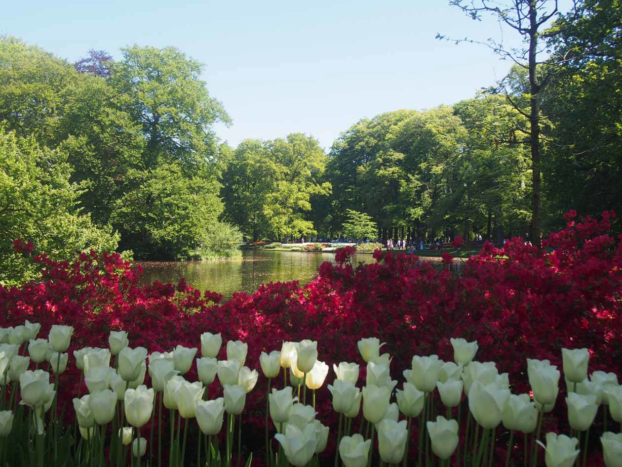 Paesi Bassi_ le fioriture del Keukenhof Gardens_ UNSPLASH_ sergey-konstantinov