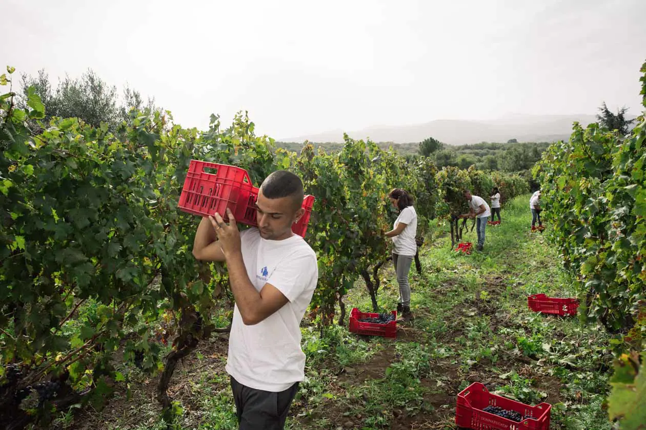 Vini siciliani di Dolce&Gabbana e Donnafugata.