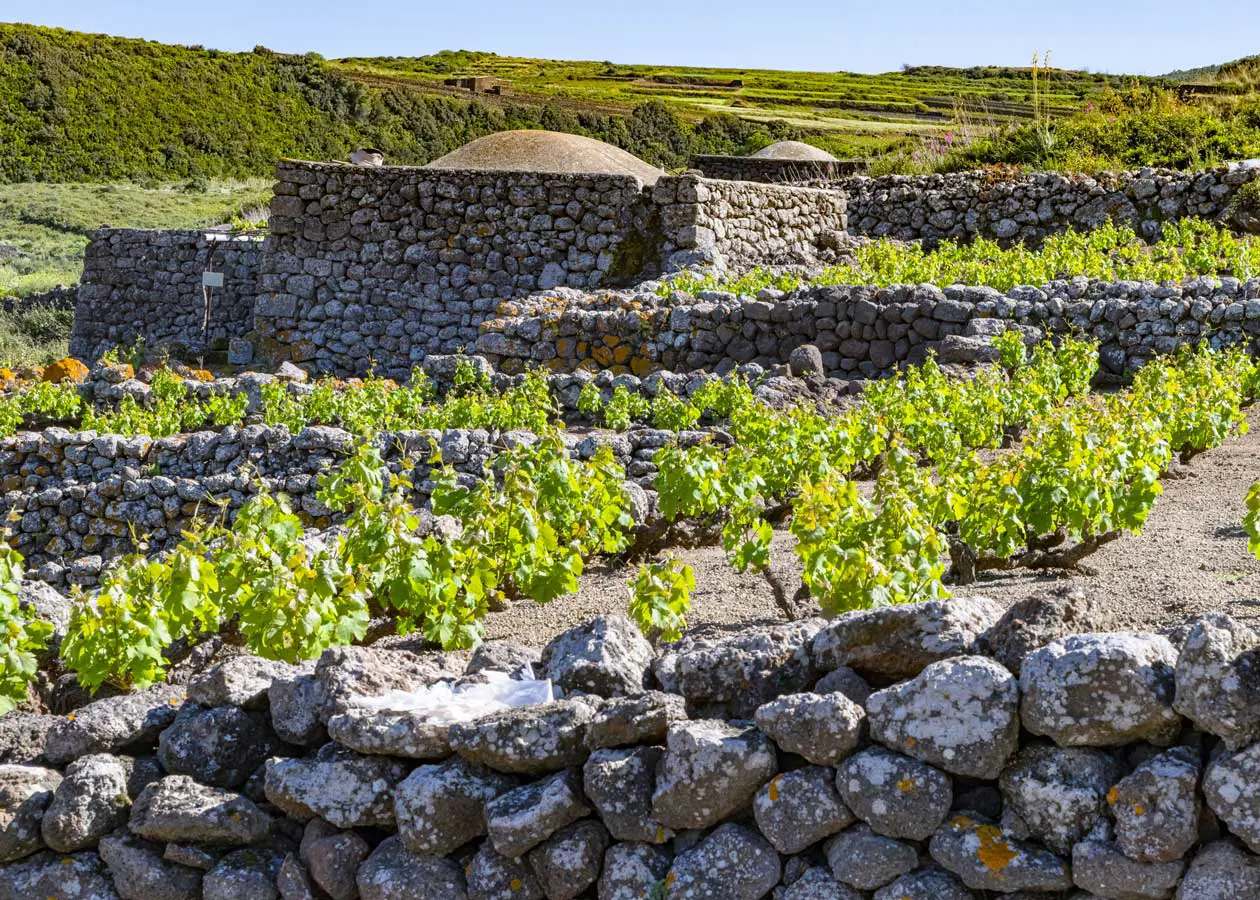 Vite ad alberello, Dammuso pantesco.&nbsp;Copyright ©&nbsp; Isola di Pantelleria Parco Nazionale.