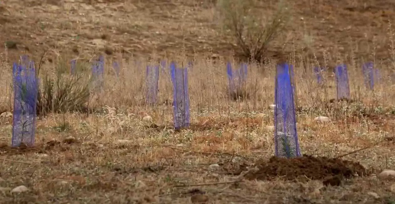 foresta di Iberia a Paracuellos del Jarama