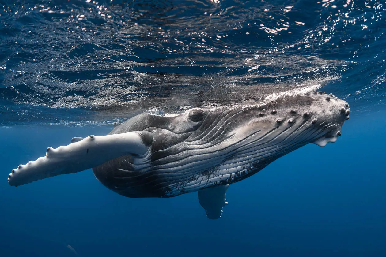 Foto esclusivo uso editoriale: Copyright © Grégory Lecoeur -  Ufficio stampa Tahiti Tourisme
