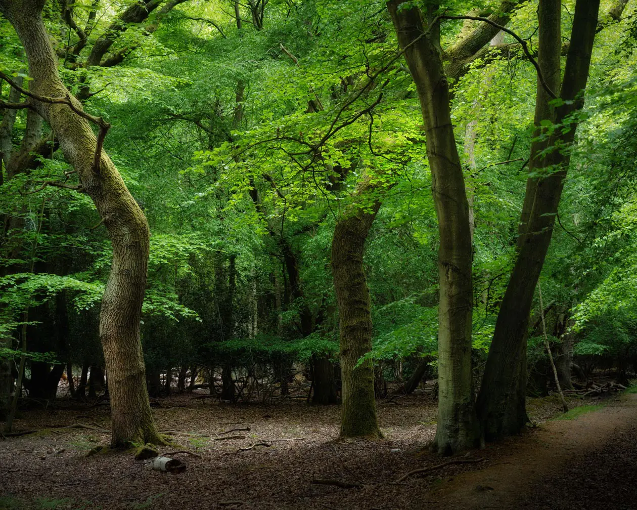 Epping Forest. Foto fornita da Ufficio Stampa Vueling