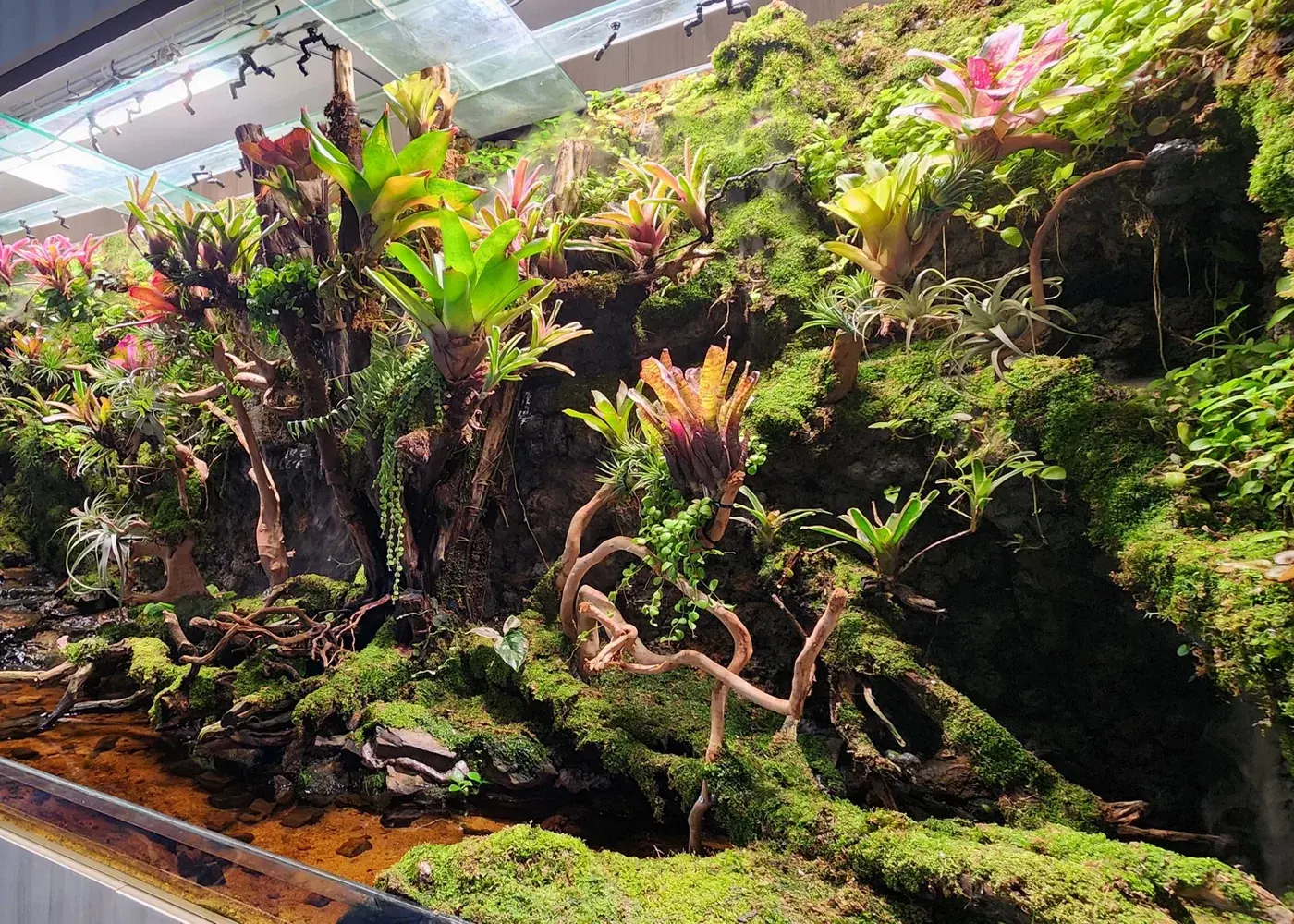Changi Airport acquario di mangrovie Copyright © Ufficio Stampa Changi Airport