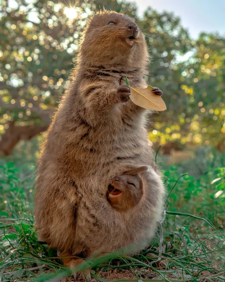 Quokka & Joey - Rottnest Island, Western Australia  Credit: @cruzysuzy / @meiji_nguyen_photography