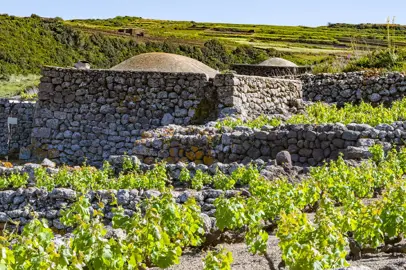 Virtual Museum of the Sapling Vine of Pantelleria