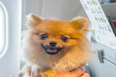 Flying with pets in the cabin