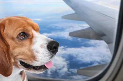 Pets up to 30 kg in the cabin: the guidelines