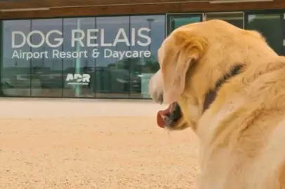 Dog Relais: the first dog resort at Fiumicino Airport