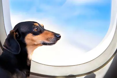 Pets onboard service with Etihad