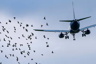 Flying safely: the wildlife strike laboratory is born