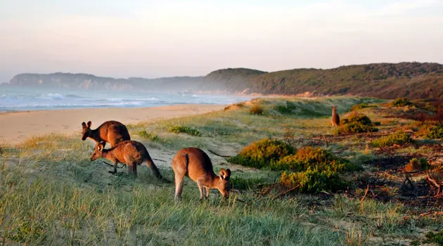 Australia's most beautiful and exciting images of 2020