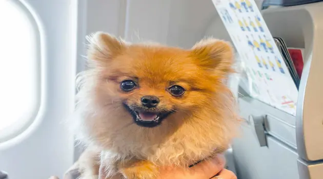 Flying with pets in the cabin
