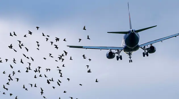 Flying safely: the wildlife strike laboratory is born