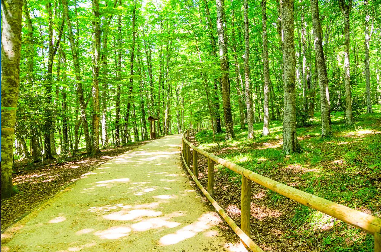 Faggeti secolari della Foresta Umbra, Parco Nazionale del Gargano Foto: Copyright © Sisterscom.com / Depositphotos 