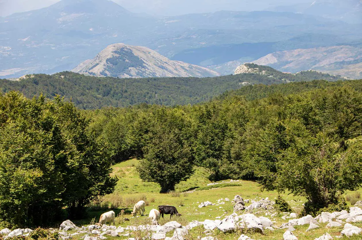 Faggeti secolari della Foresta di Cozzo Ferriero nel Parco Nazionale del Pollino.  Foto: Copyright © Sisterscom.com / Depositphotos 