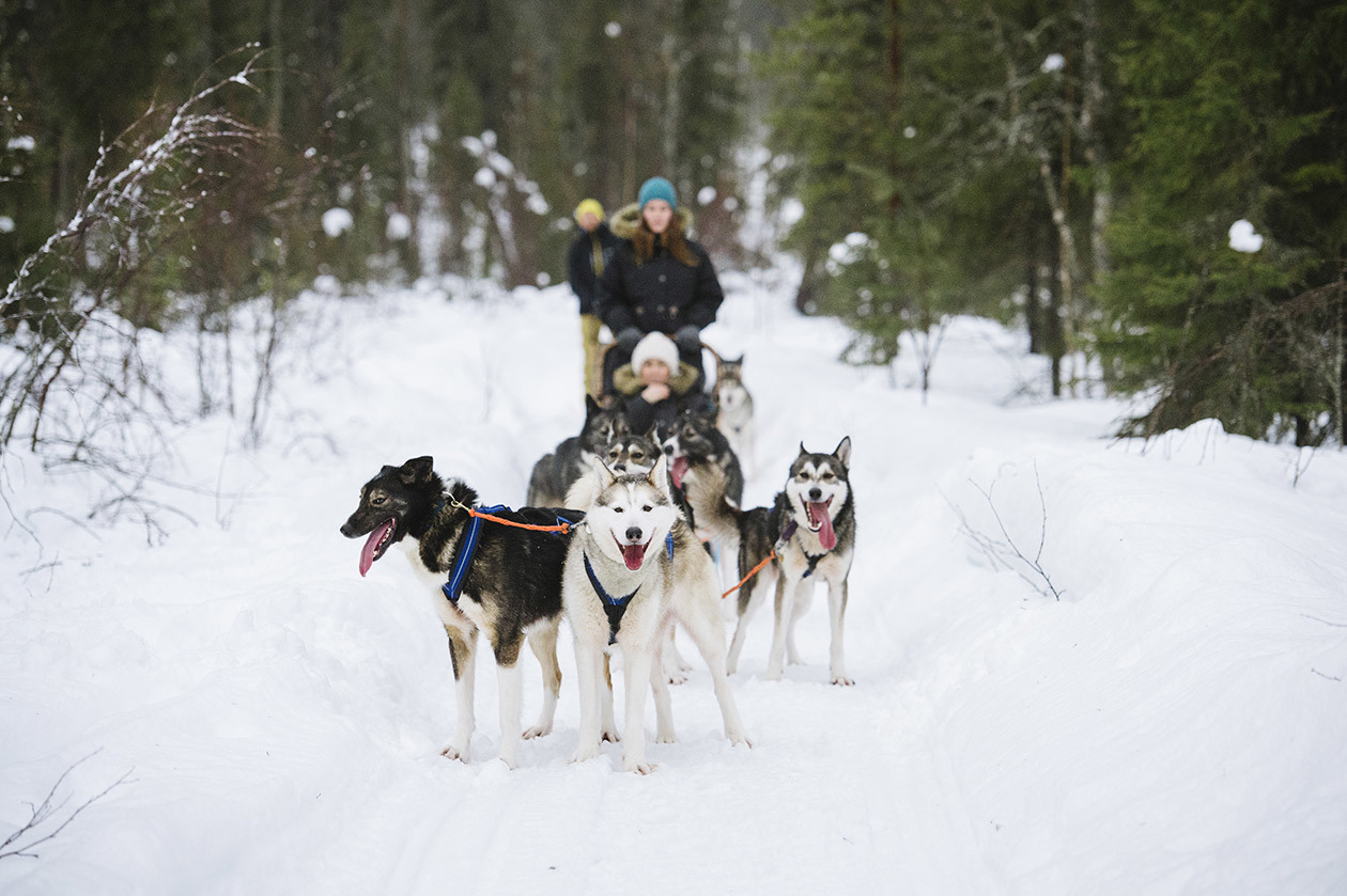 Safari con gli Husky a Rovaniemi. Copyright © Ente del Turismo Finlandese