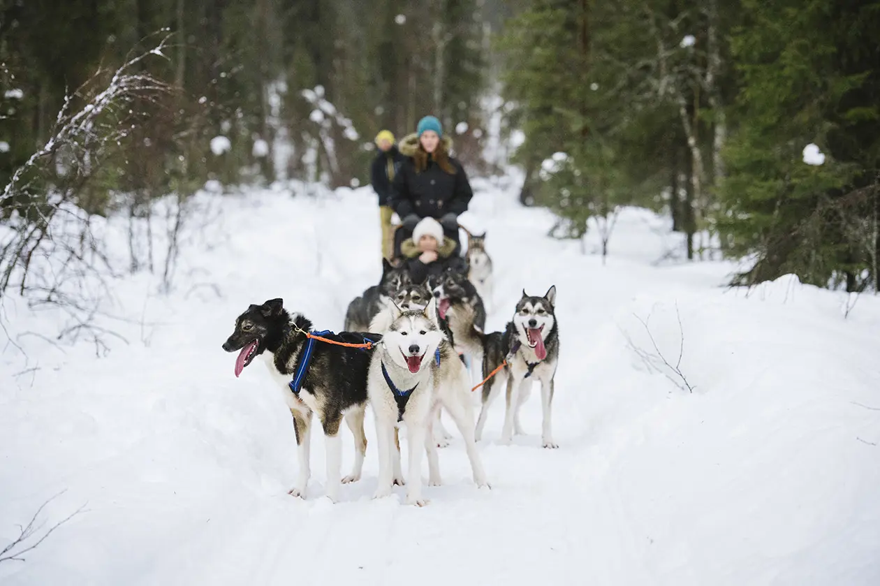 Husky safari in Rovaniemi. Copyright © Finnish Tourist Board - Visit Finland