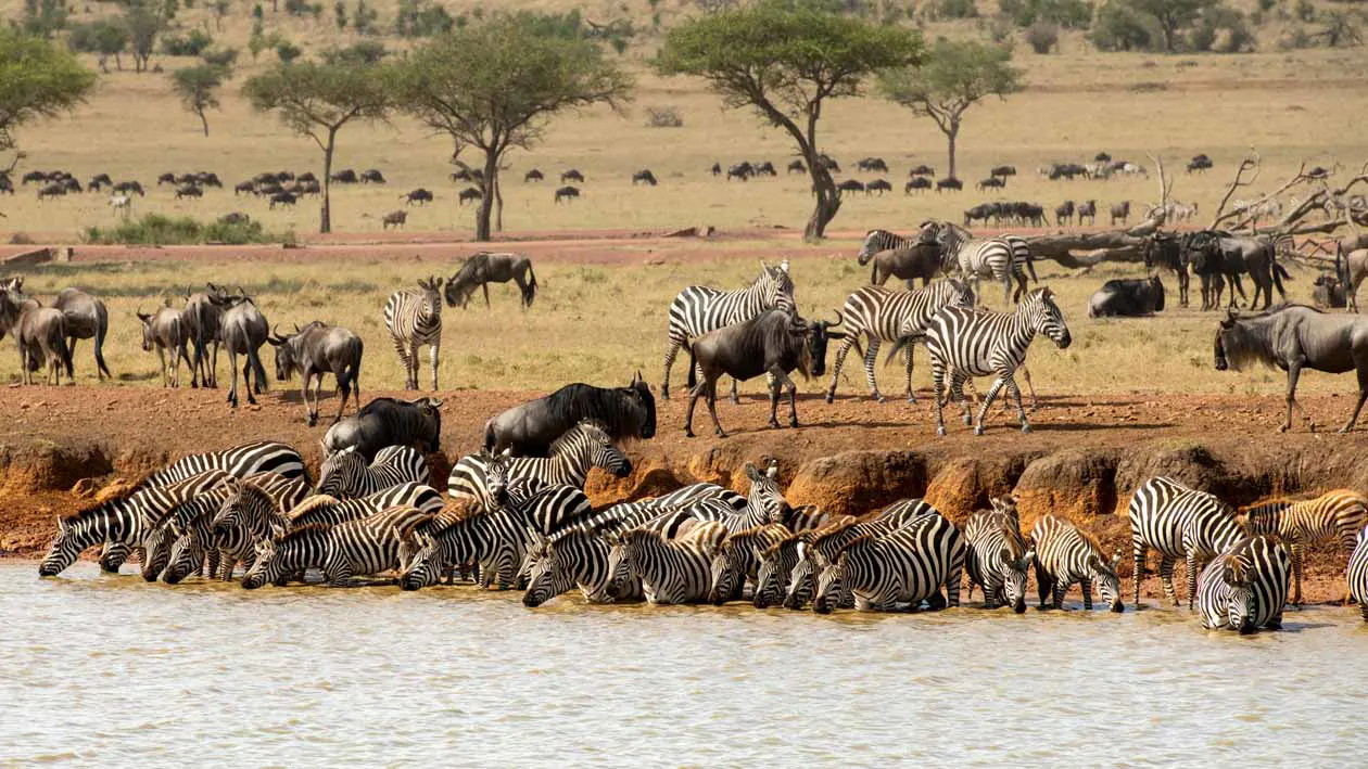 Singita Mara River Tented Camp Copyright © Singita.