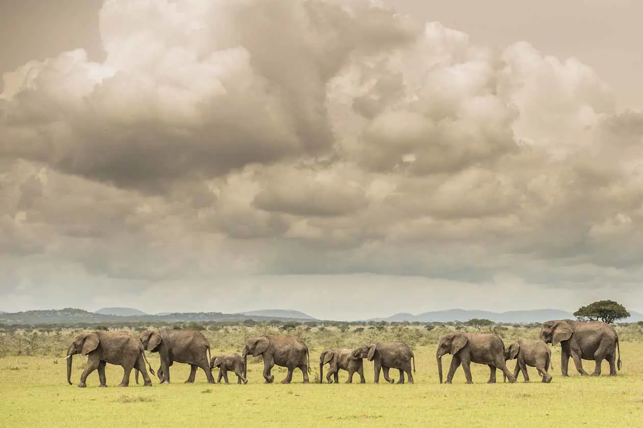 Singita Mara River Tented Camp Copyright © Singita.