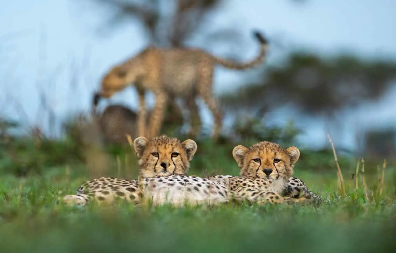 Singita Mara River Tented Camp Copyright © Singita.