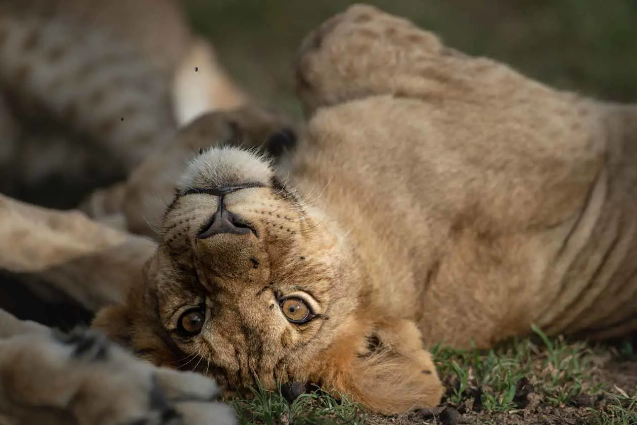 Singita Mara River Tented Camp Copyright © Singita.