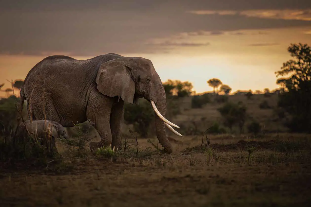 Singita Mara River Tented Camp Copyright © Singita.