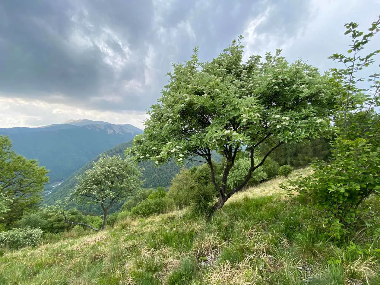 Trekking dall’Alpe di Megna alla Croce di Megna