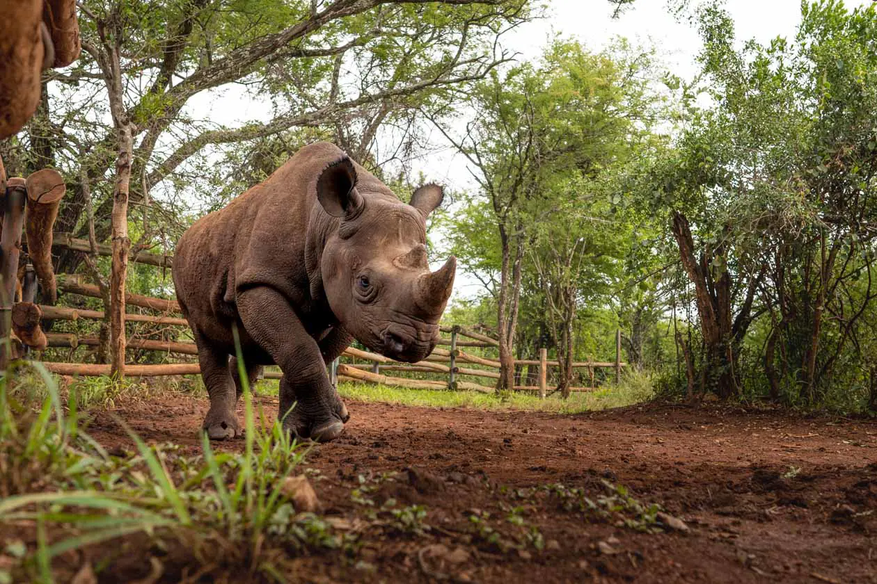 Singita Mara River Tented Camp Copyright © Singita.