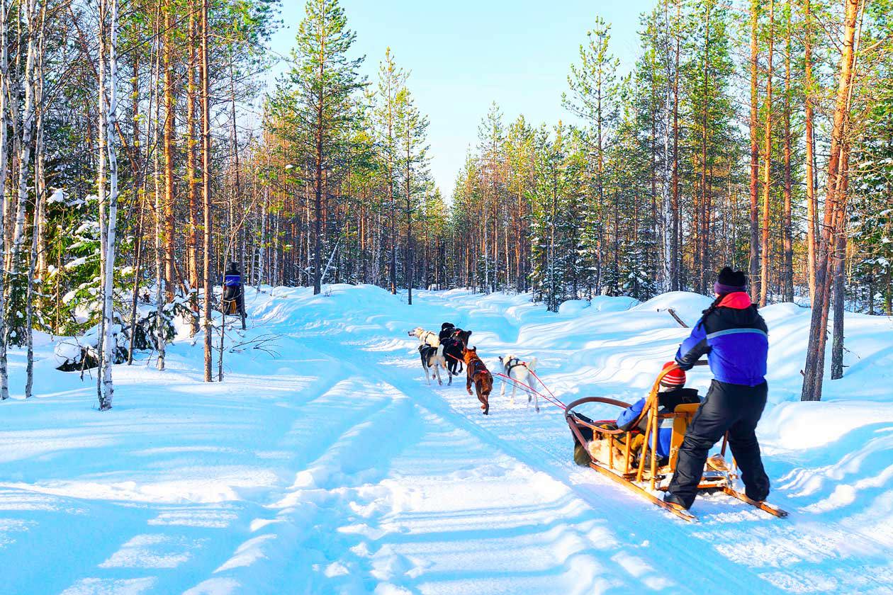 Rovaniemi husky sledding. Photo Copyright © Sisterscom.com / Depositphotos 