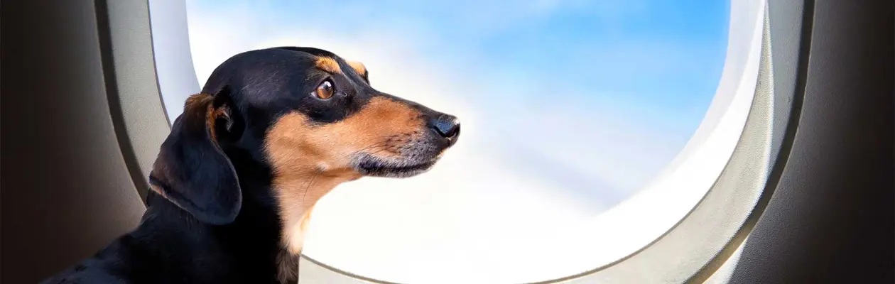 Pets onboard service with Etihad