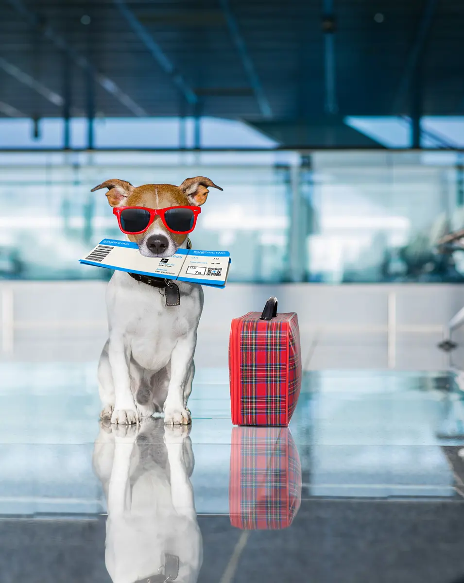 In aeroporto con il proprio cane.