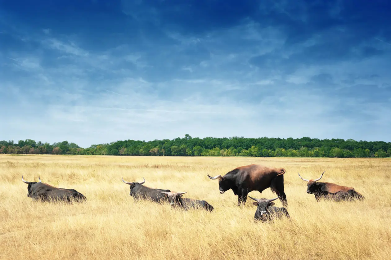 Parco Nazionale di Hortobagy Copyright © Sisterscom.com, Shutterstock