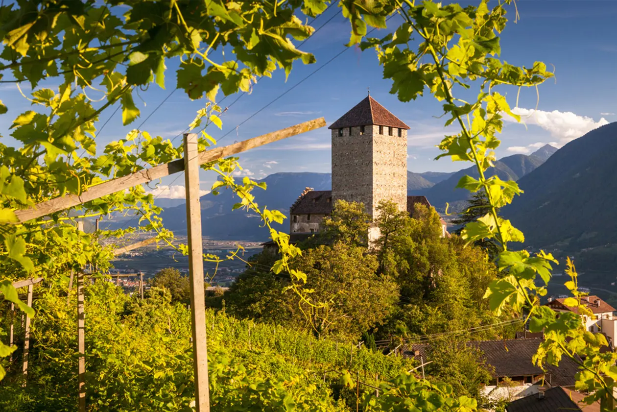 The vineyards. Bolzano. Copyright © Sisterscom.com / Shutterstock