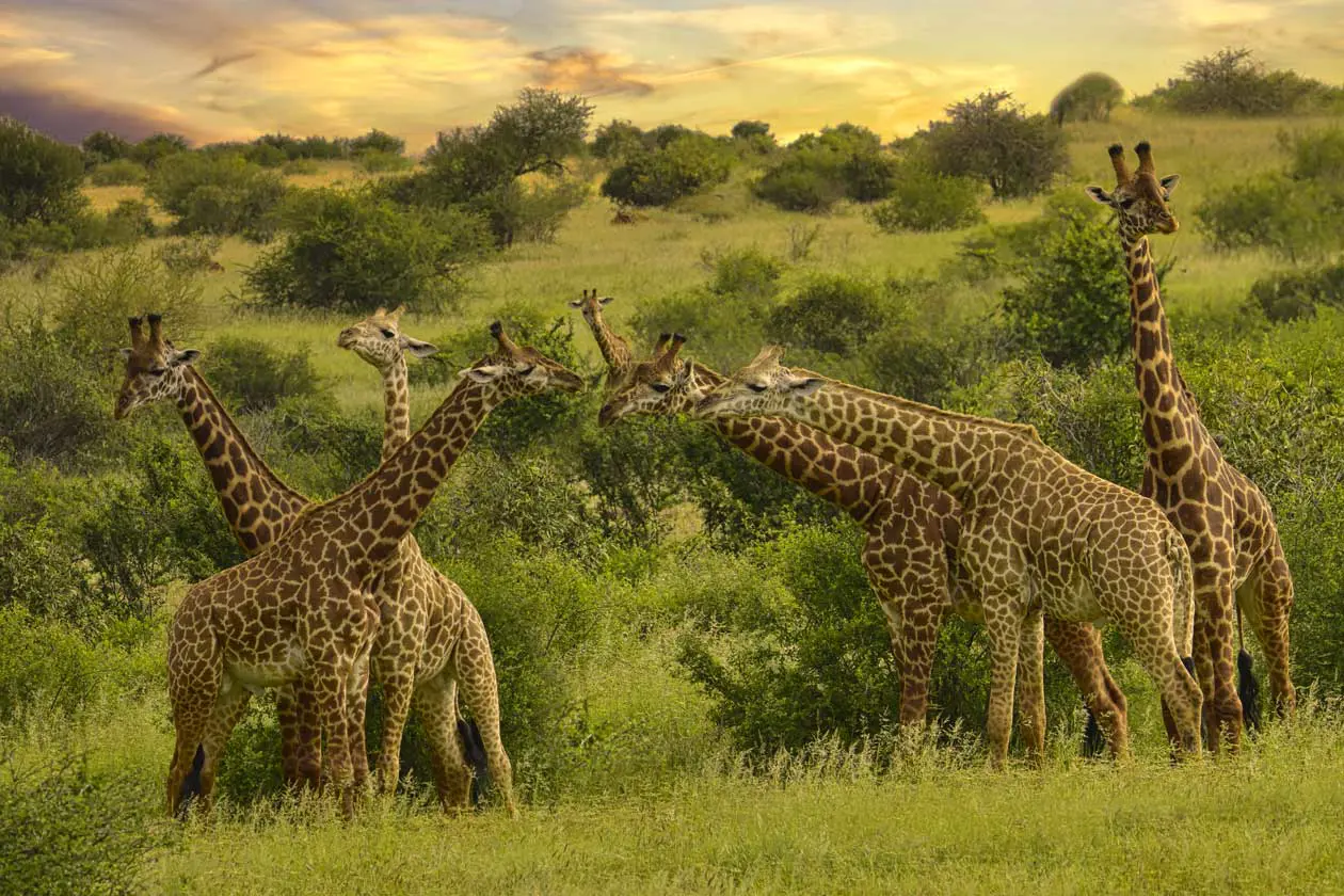 Safari, Tsavo Est, Kenya Foto: Copyright © Sisterscom.com / Depositphotos