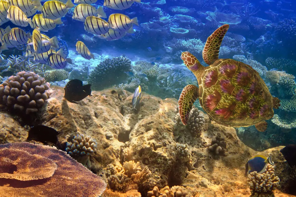 Tartarughe marine e pesci tropicali a Mauritius Copyright © Sisterscom.com / Depositphotos