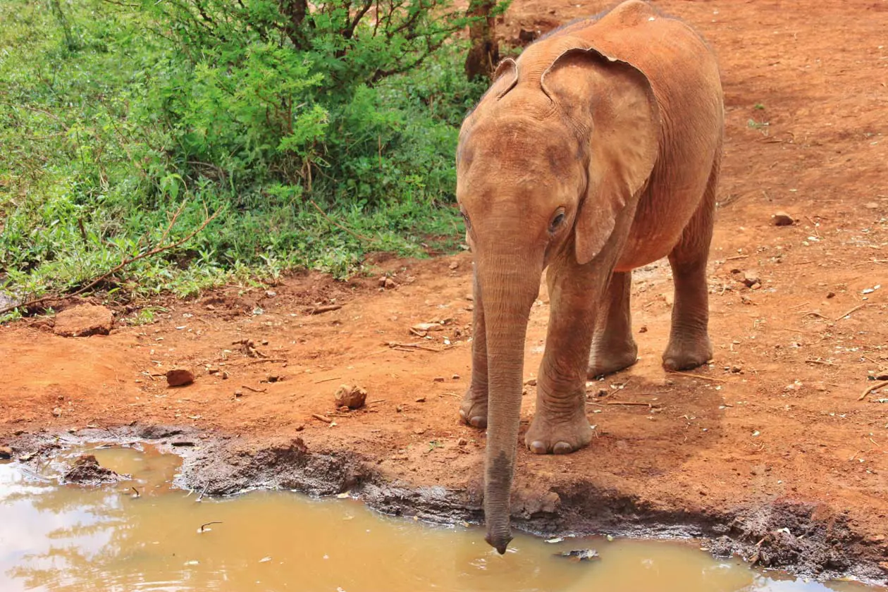 David Sheldrick Wildlife Trust, Kenya Foto Copyright © Sisterscom.com / Depositphotos