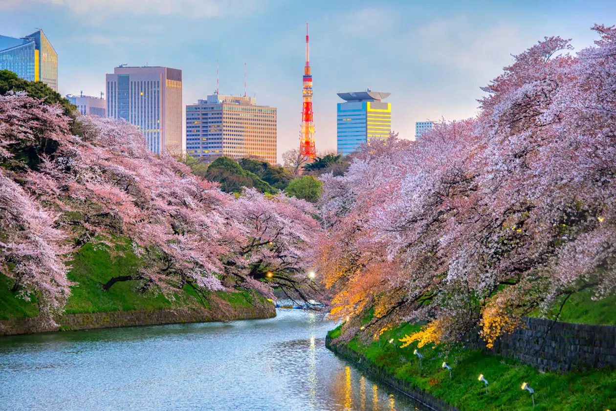II&nbsp;Parco Ueno&nbsp;con i ciliegi in fiore.&nbsp;Foto: Copyright ©&nbsp;Sisterscom.com / Shutterstock