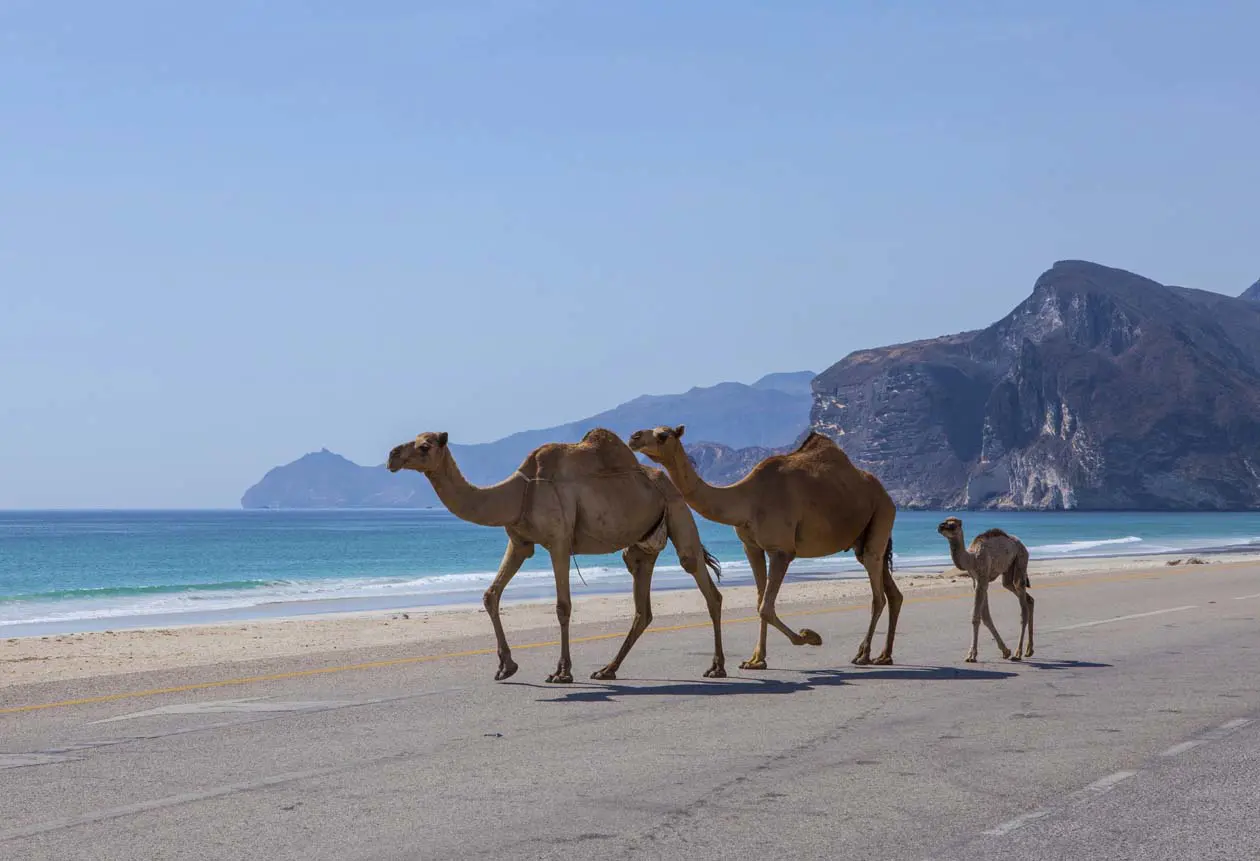 Al Mughsail Beach Foto Copyright © Sisterscom.com / Depositphotos