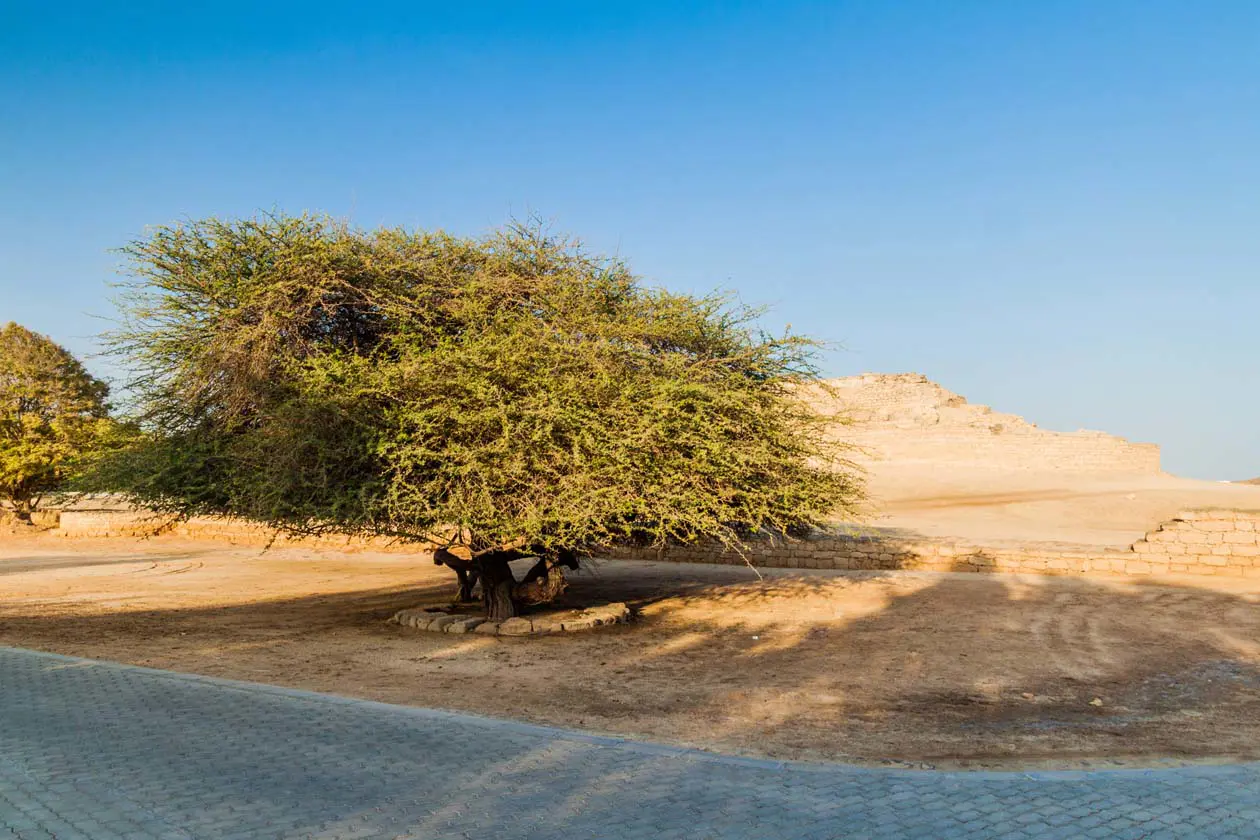 Salalah, Oman, Terra dell'Incenso - Albero di Incenso Foto Copyright © Sisterscom.com / Depositphotos