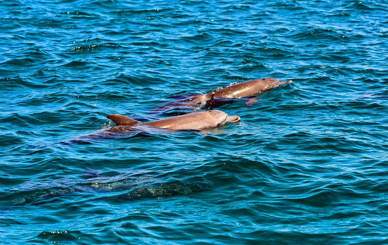 Mombasa, delfini nella Riserva Marina di Kisite Foto: Copyright © Sisterscom.com / Depositphotos
