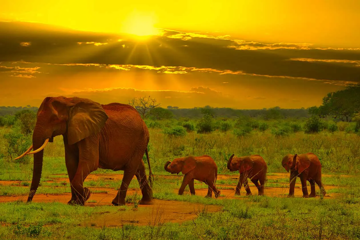 Safari, Tsavo Est, Kenya Foto: Copyright © Sisterscom.com / Depositphotos