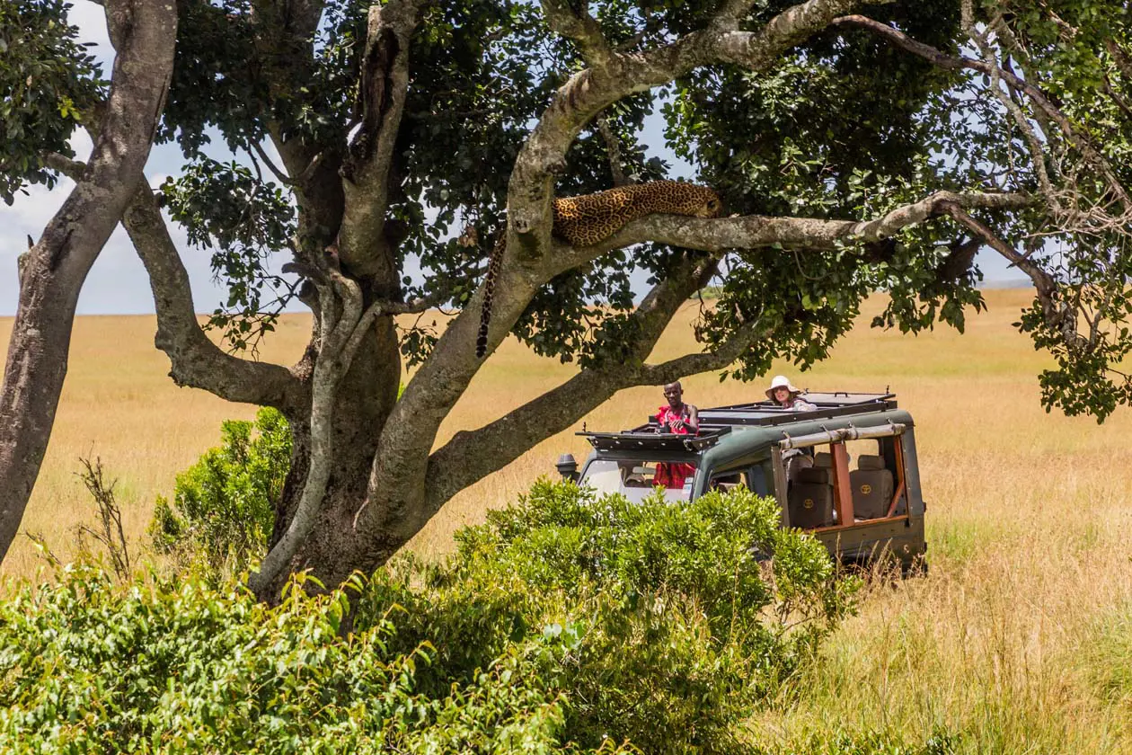 Safari Maasai Mara, Kenya Foto Copyright © Sisterscom.com / Depositphotos