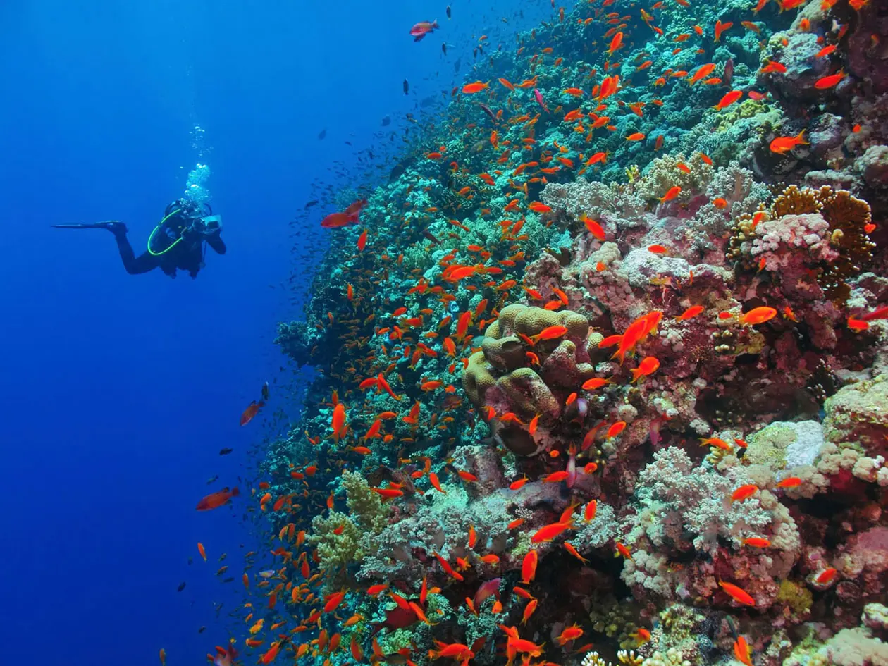 Immersioni e barriera corallina. Copyright © Sisterscom.com / Shutterstock