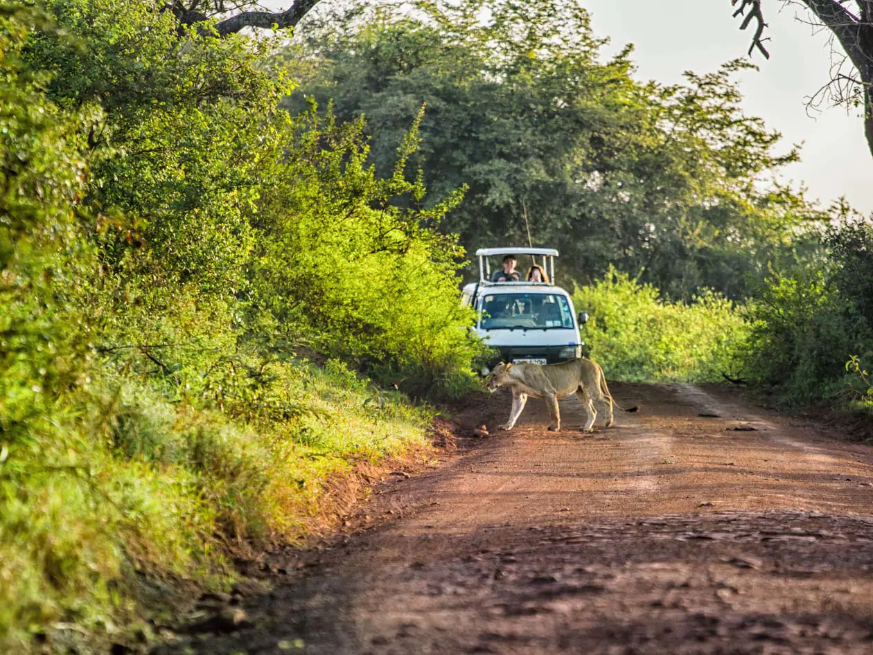 Safari al Nairobi National Park, Kenya Foto Copyright © Sisterscom.com / Depositphotos