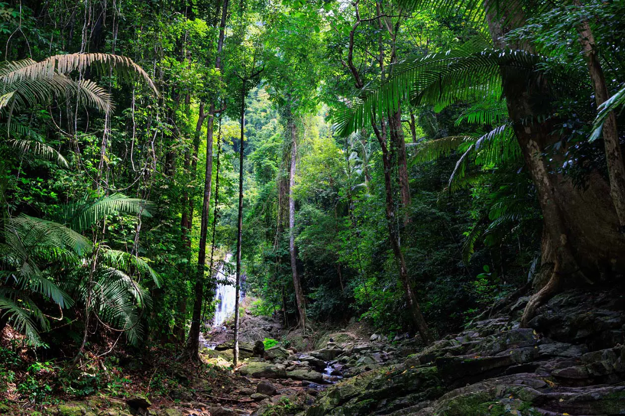 Parco Nazionale di Khao Phanom Bencha, Krabi, Thailandia Foto: Copyright © Sisterscom.com / Depositphotos