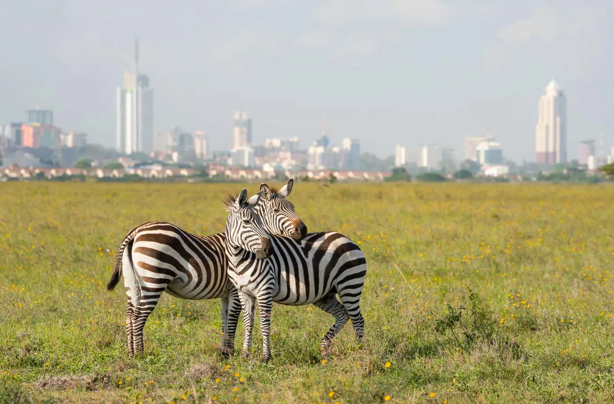 Skyline di Nairobi circondata dal Nairobi National Park Foto Copyright © Sisterscom.com / Depositphotos