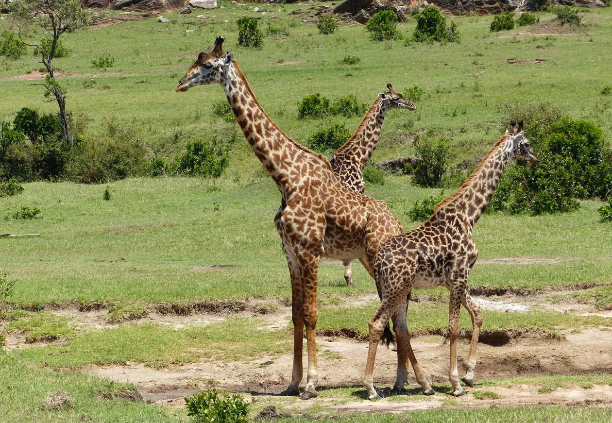 Mombasa, giraffe nel Parco Nazionale di Tsavo East Foto: Copyright © Sisterscom.com / Depositphotos