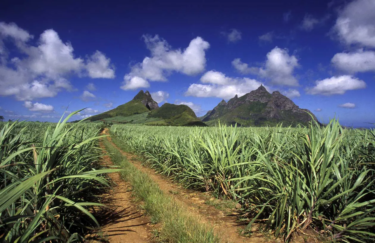 Piantagioni di canna da zucchero a Mauritius Copyright © Sisterscom.com / Depositphotos